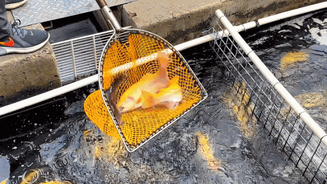 640 (3).gif