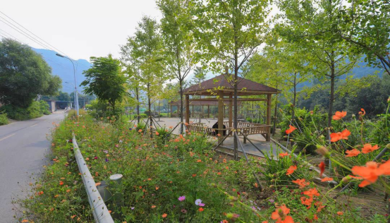 图为范崎路鲜花大道